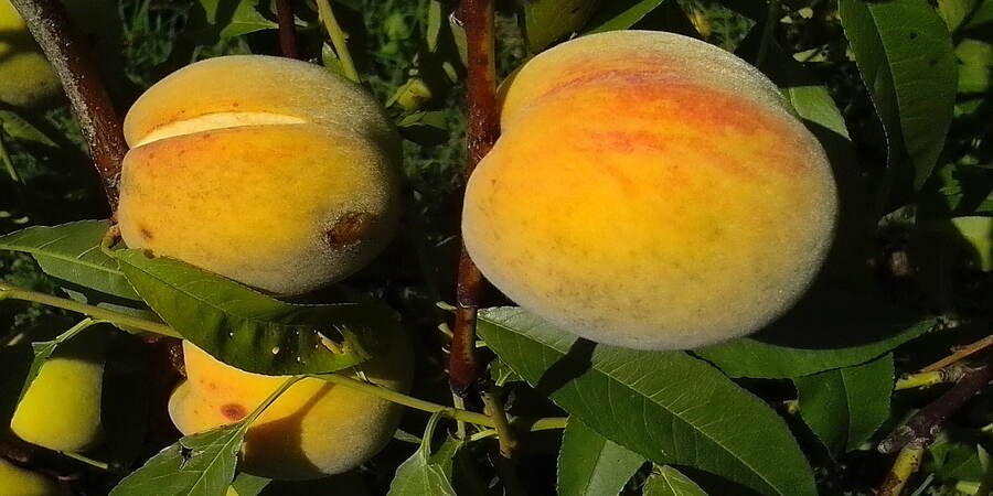 qué fruta es melocotón