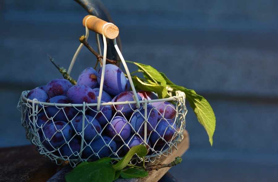 ciruelas