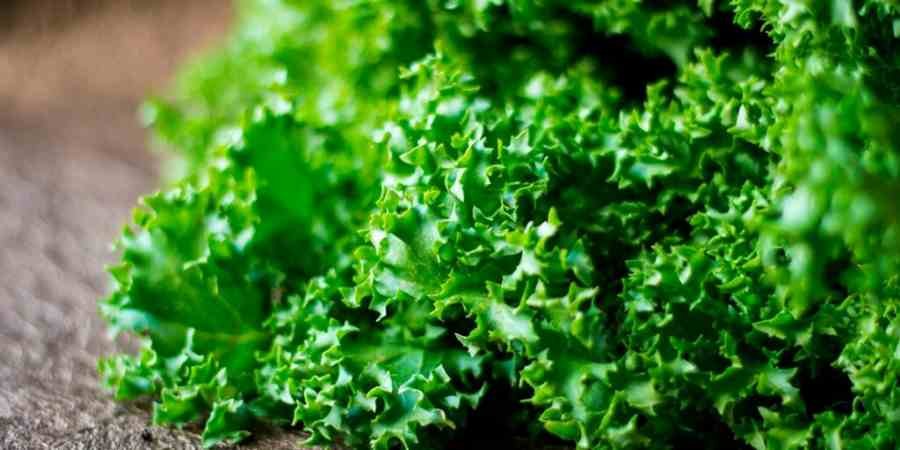 comprar-escarola-leon-en-frutas-y-hortalizas-blanco