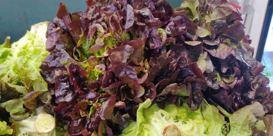 comprar-lechuga-hoja-de-roble-leon-en-frutas-y-hortalizas-blanco-2