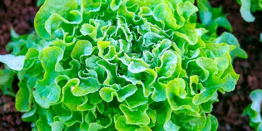 comprar-lechuga-rizada-leon-en-frutas-y-hortalizas-blanco