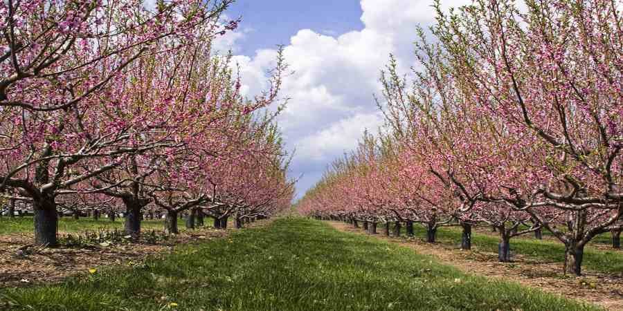 imagen de arboles frutales