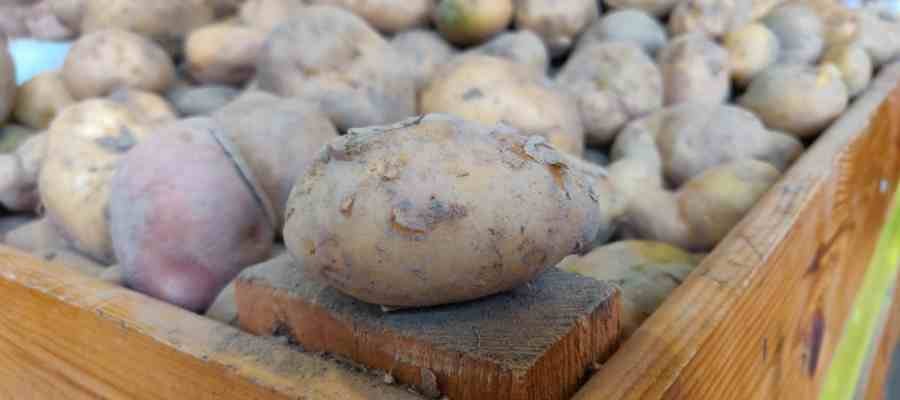 patatas-leon