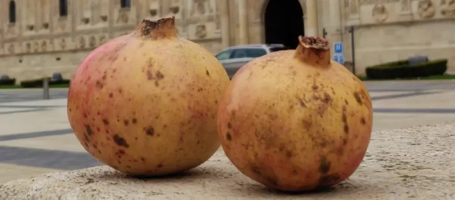 comprar fruta granada en león