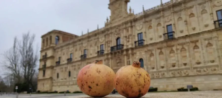 comprar granadas en frutería león