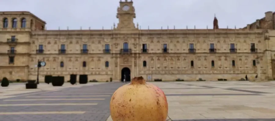 granada en frutería león al mejor precio