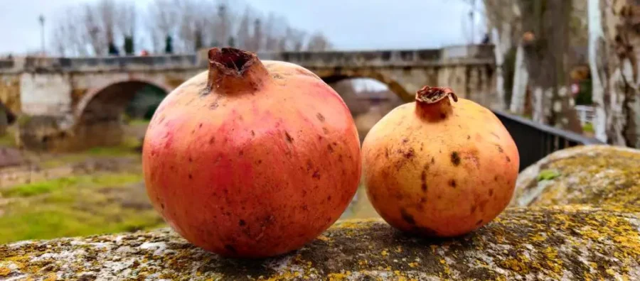 granada fruta al mejor precio en león
